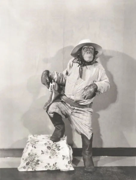 Monkey wearing cowboy costume
