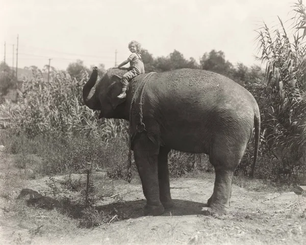 boy sitting on elephant