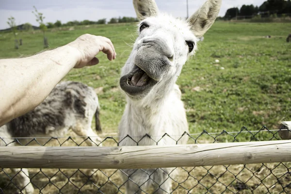 Funny donkey farm