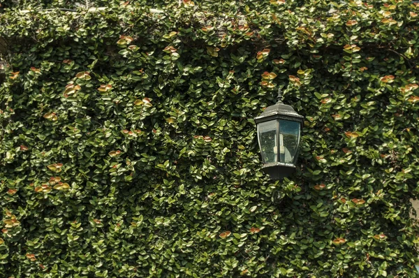 Lantern on a green wall