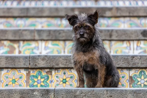 Dog on the Staircase of Santa Maria del Monte