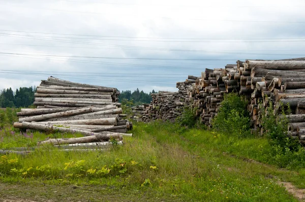 Timber Harvesting For Lumber Industry Or Wooden Housing Construction Concept. Large Woodpile From Sawn Debarked Pine Wood Logs