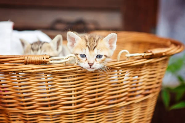 Three little kittens in a basket.