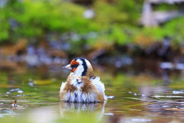 Bird with a red head on watering