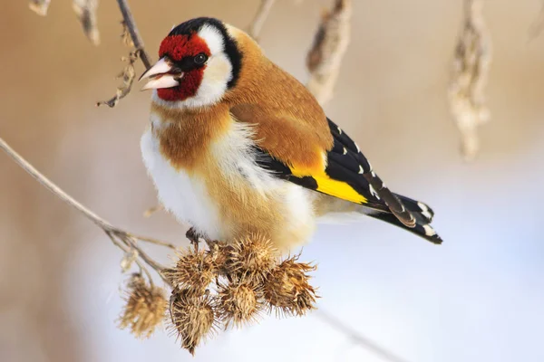 Goldfinch and cold winter