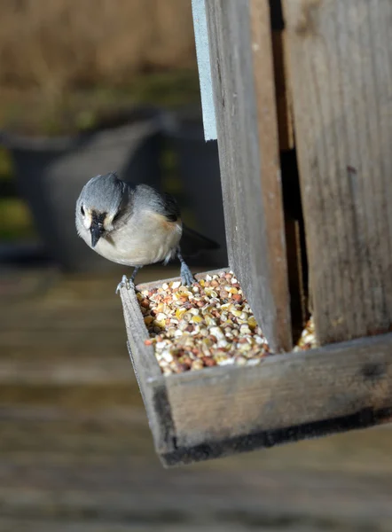 Bird eating seed  wooden bird feeder