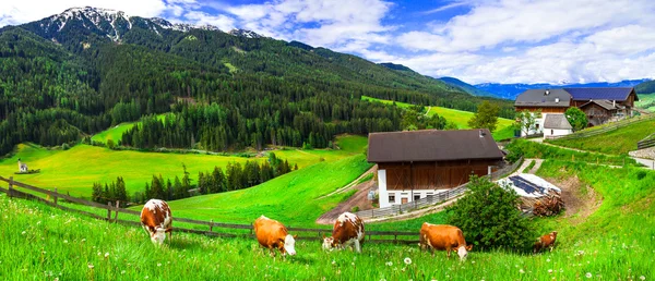 Green lush meadows - cow's pasture, Alpine scenery. Dolomites mountain.