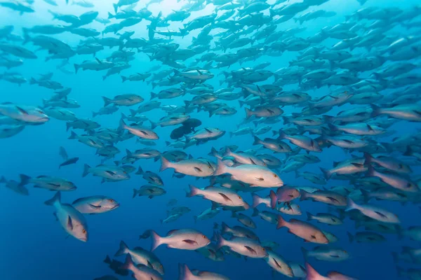 School of black and white snappers (Macolor niger), Maldives