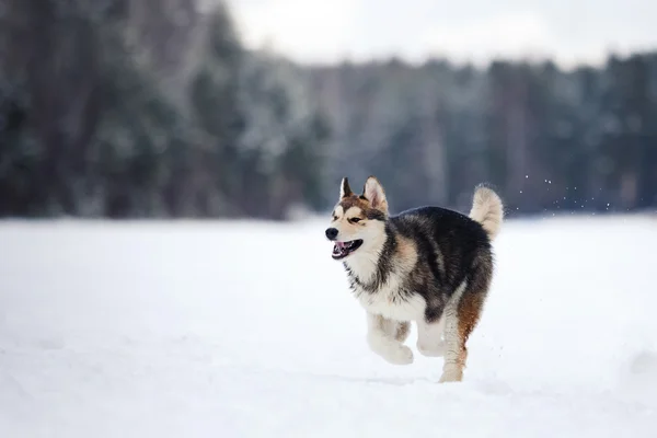 Dog breed Siberian Husky running on a snowy