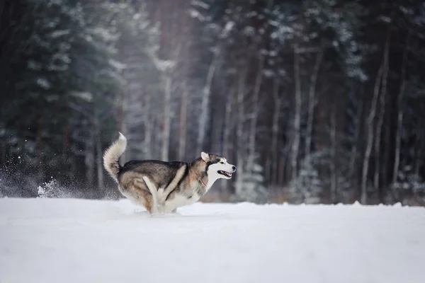 Dog breed Siberian Husky running on a snowy