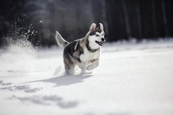 Dog breed Siberian Husky running on a snowy