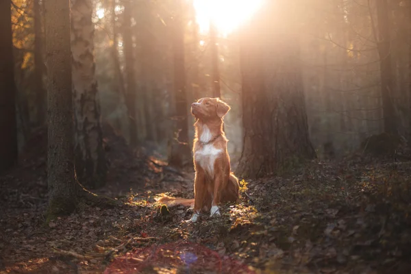 Dog Nova Scotia Duck Tolling Retriever