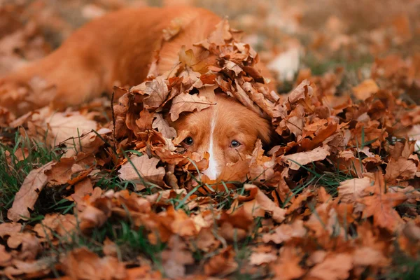 Red dog hiding in the leaves, Nova Scotia Duck Tolling Retriever in a park