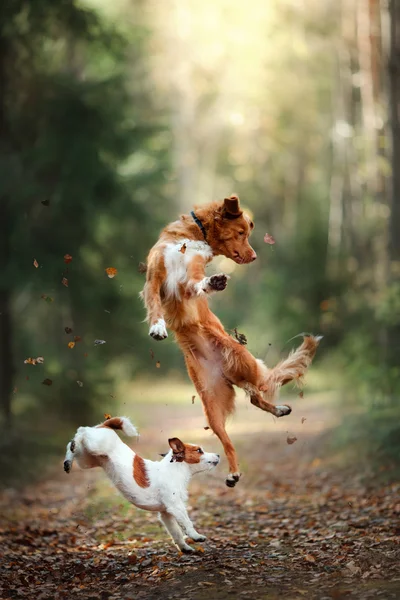 Dog Jack Russell Terrier and dog Nova Scotia Duck Tolling Retriever jump over the leaves