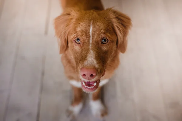 Funny dog, Nova Scotia Duck Tolling Retriever happy look, red hair, wet pink nose