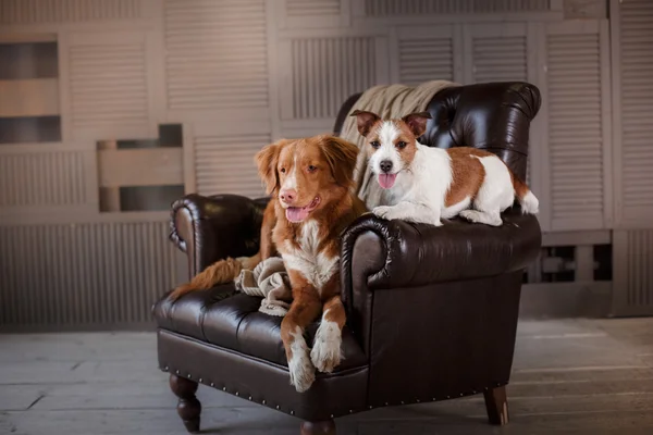 Dogs Jack Russell Terrier and Nova Scotia Duck Tolling Retriever lying on the leather chair in interior loft