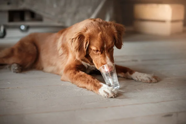 Dog Nova Scotia Duck Tolling Retriever drinks water from a plastic glass