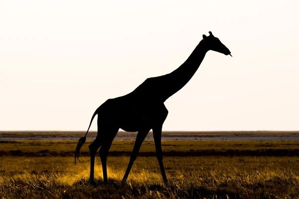 Giraffe walking in the bush on the desert pan at sunset. Wildlife Safari in the Etosha National Park, the main travel destination in Namibia, Africa. Profile view, scenic soft light.