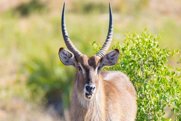 Male Waterbuck in the bush looking at camera, close up. Wildlife Safari in the Kruger National Park, the main travel destination in South Africa.