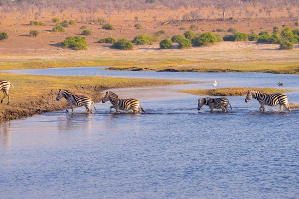 Zebras crossing Chobe river. Glowing warm sunset light. Wildlife Safari in the african national parks and wildlife reserves.