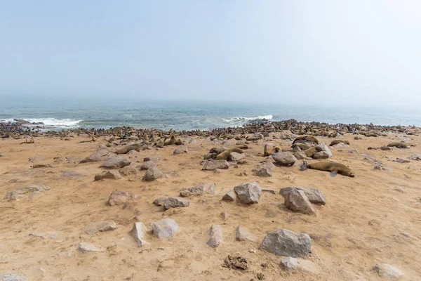 The seal colony at Cape Cross, on the atlantic coastline of Namibia, Africa. Expansive view on the beach, the rough ocean and the foggy sky.