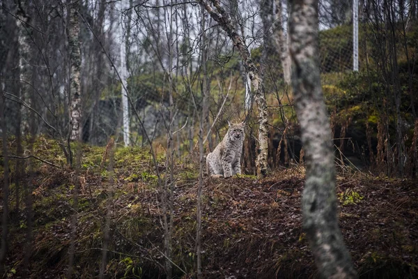 Lynx in the autumn forest. Portrait of the wild cat in the natural environment