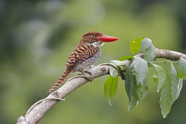 Banded Kingfisher Lacedo pulchella Female Birds of Thailand