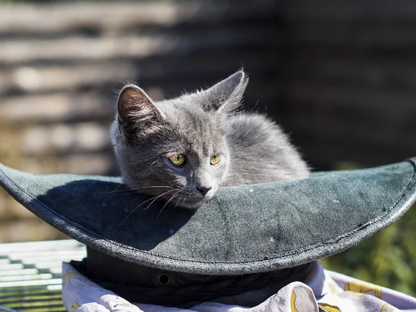 Gray cat with green eyes is in the hat