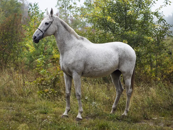 Gray horse standing in the forest on the green grass near the trees