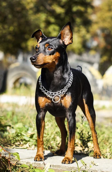 Small black brown dog with chain around his neck is on a blurred background at autumn
