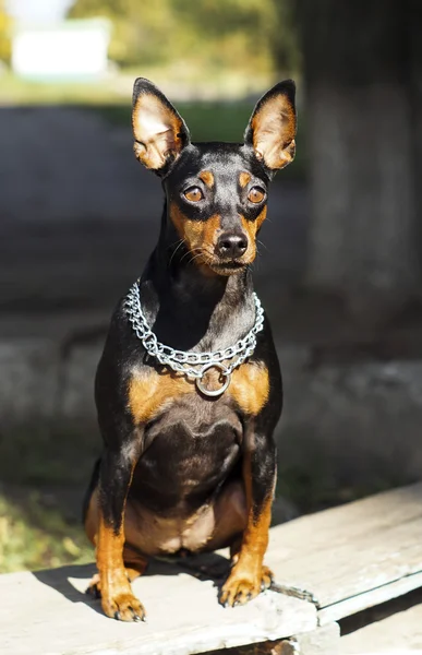 Small black brown dog with chain around his neck is sitting on the board