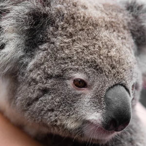 Close-up on Australian koala bear native animal