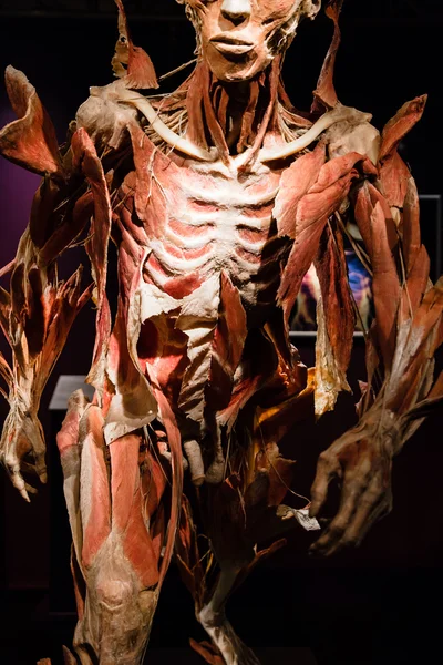 Plastinated human body on display