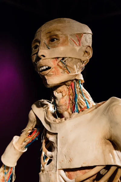 Plastinated human body on display