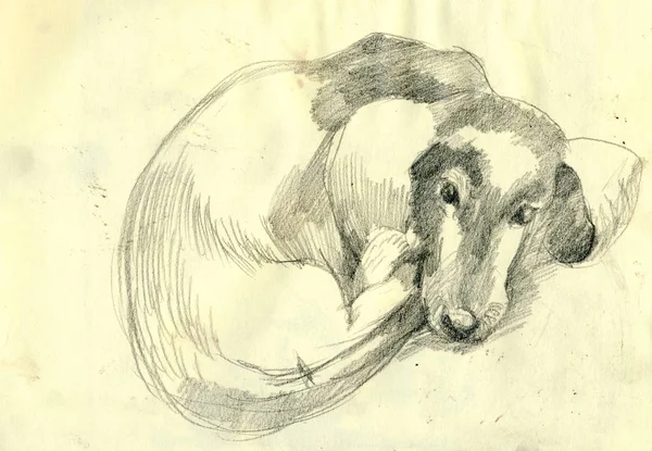 An hand drawn picture, illustration - an DOG