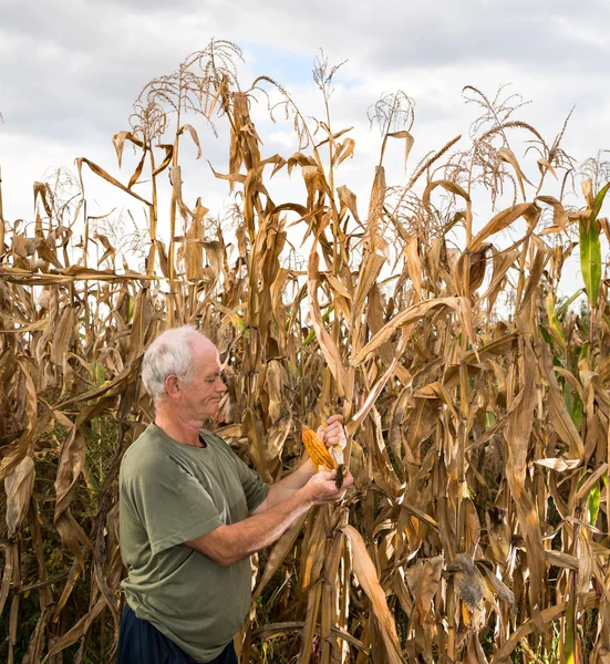Senior farmer holding corn cobs