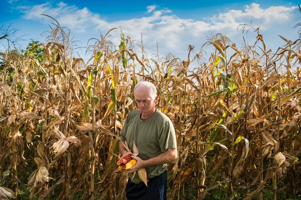 Senior farmer holding corn cobs in hands