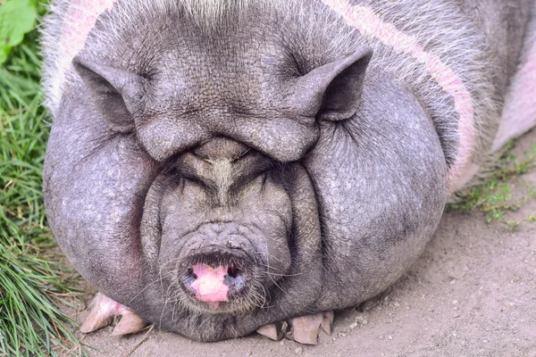 Vietnamese pig - 360 kg