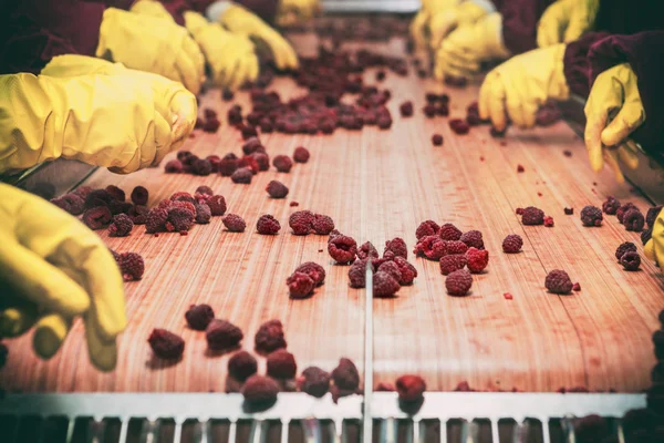 Frozen red raspberries in sorting and processing machines