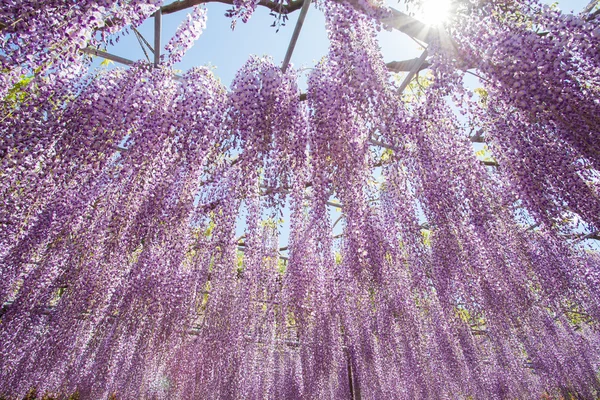 Beautiful wisteria bloomimg