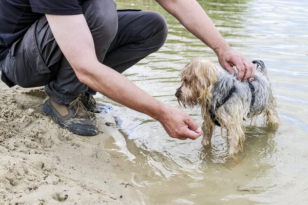 Man bathes a dog at the beach