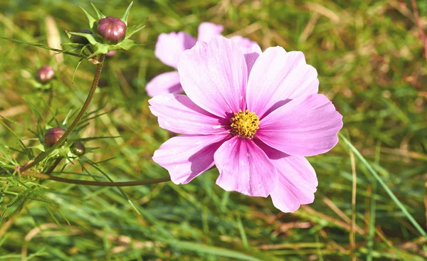 Light pink flower Cosmos macro on nature background.