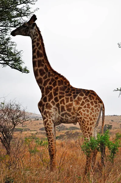 Safari in South Africa: a giraffe feeding in Hluhluwe Imfolozi Game Reserve