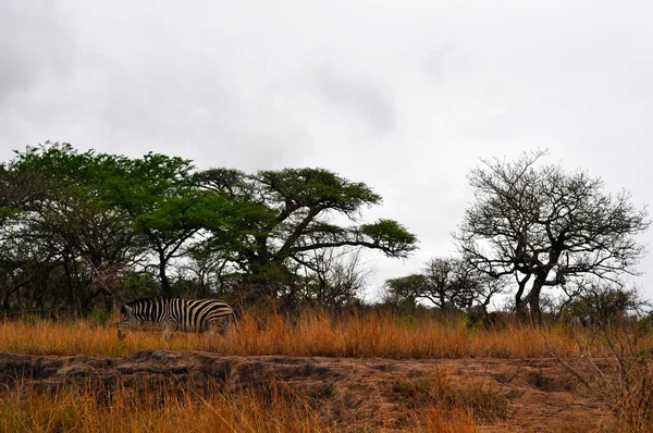 Safari in South Africa: a zebra feeding in the Hluhluwe Imfolozi Game Reserve