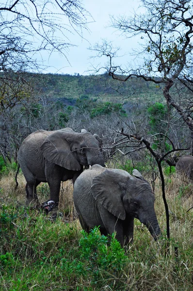 Safari in South Africa: an elephant with baby in Hluhluwe Imfolozi Game Reserve