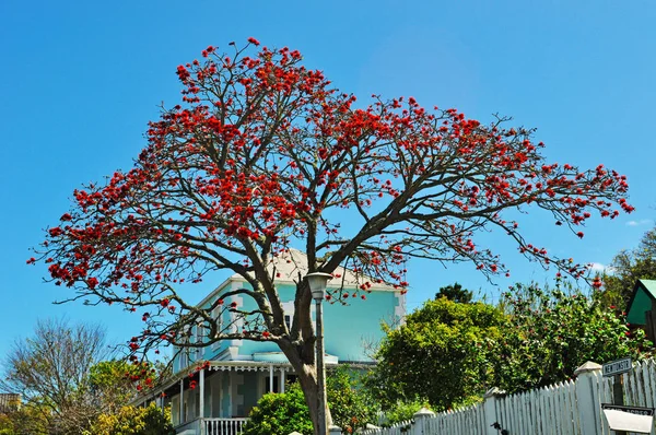 South Africa, 26/09/2009: a flamboyant tree in Plettenberg Bay