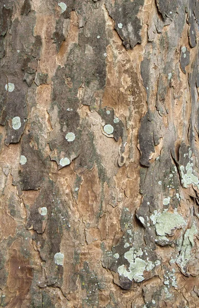 Bark of a Sycamore Tree