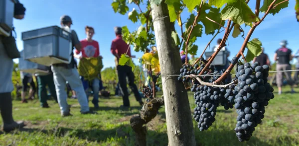 Workers in vineyards, Grape Harvest, Bordeaux, France