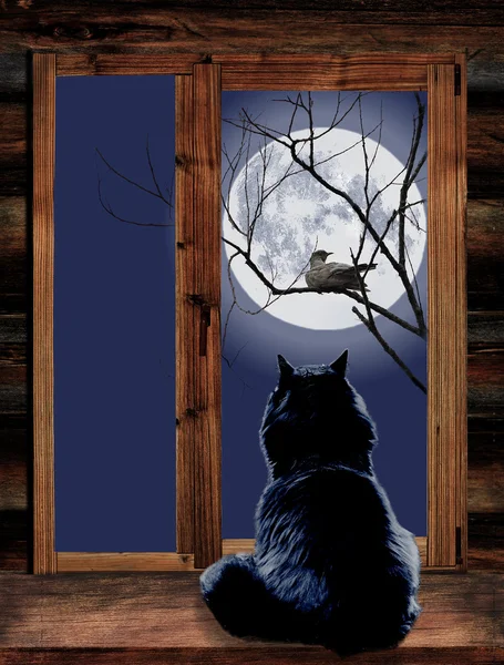 Cat in the window and bird on branch at moonlit