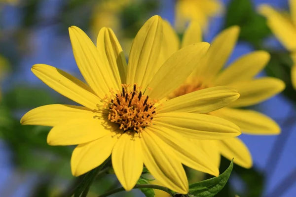 Helianthus x multiflorus \'Capenoch Star flower